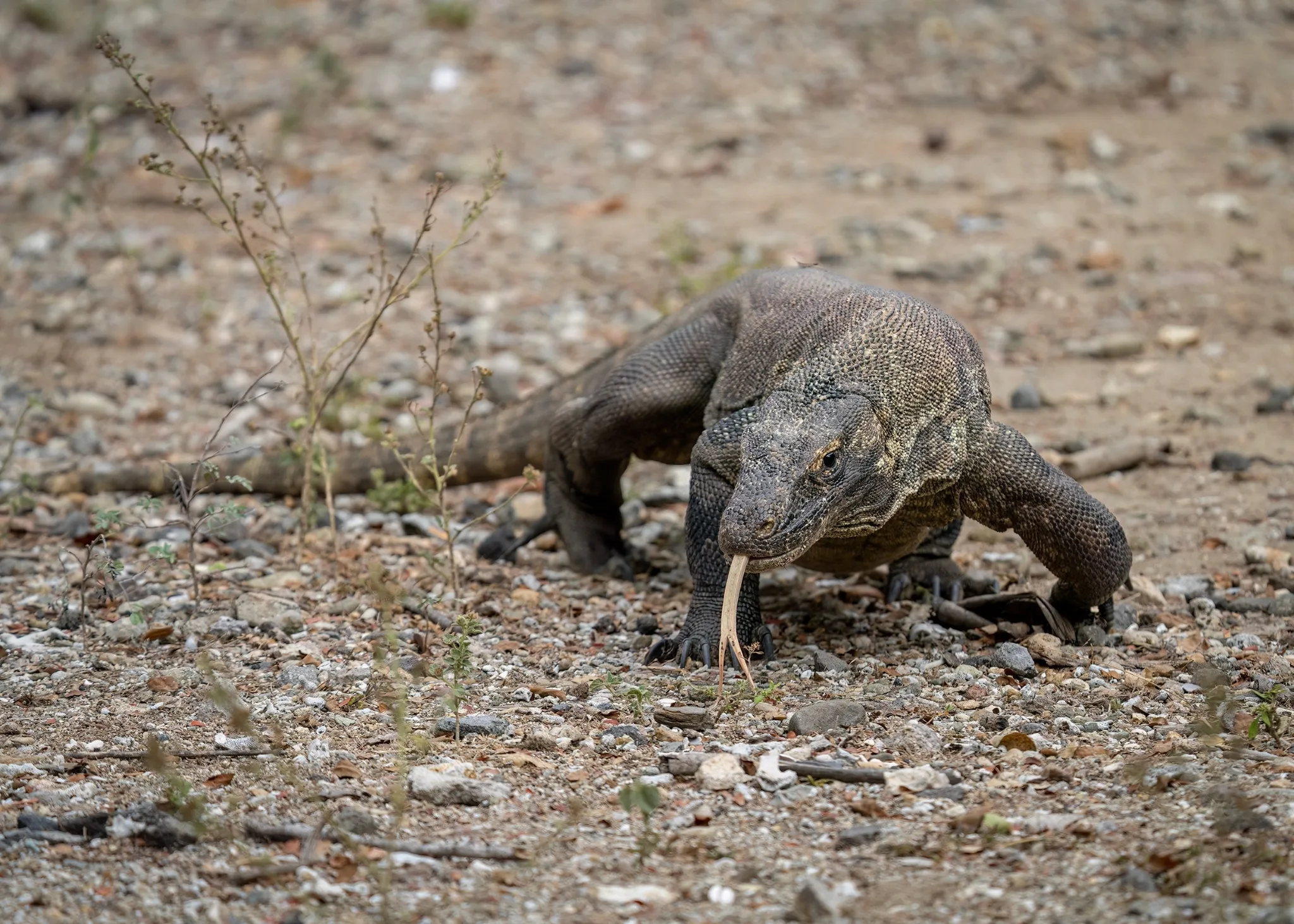 202306_Varanus_komodoensis