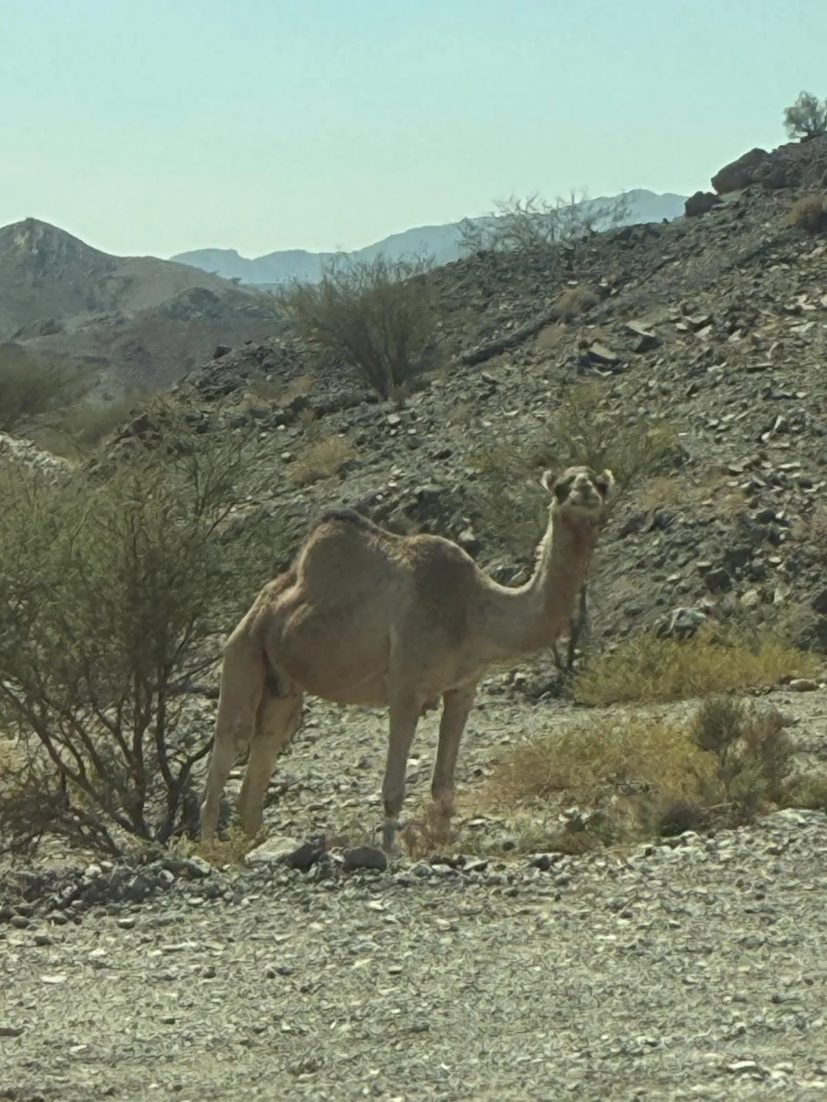 WhatsApp Image 2026-02-02 at 21.41.57 (1)